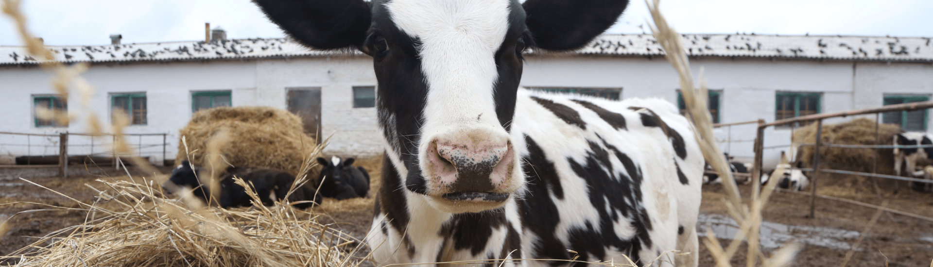 Cow eating hay 